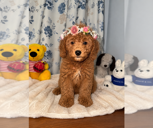 Medium Photo #37 Goldendoodle mix (+ Poodle Miniature) Puppy For Sale in DURHAM, CT, USA