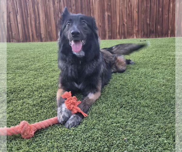 Medium Photo #4 Collie-Unknown Mix Puppy For Sale in Aurora, CO, USA