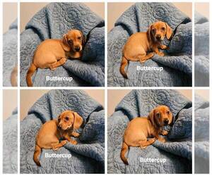 Dachshund Puppy for sale in OTTO, NC, USA