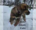 Small #13 German Shepherd Dog-Siberian Husky Mix