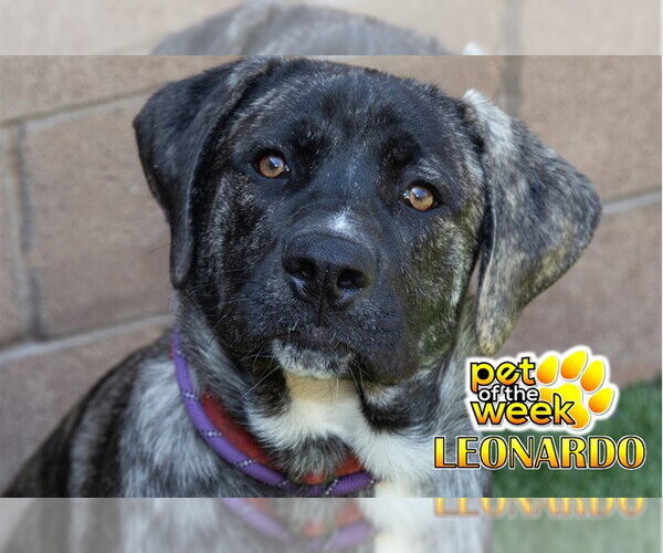 Medium Photo #2 Mastiff-Unknown Mix Puppy For Sale in Moreno Valley, CA, USA