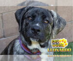 Small #1 Mastiff Mix