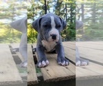 Small Photo #8 American Bully Puppy For Sale in MOTLEY, MN, USA