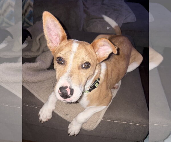 Medium Photo #4 Jack Russell Terrier-Unknown Mix Puppy For Sale in Oakhurst, NJ, USA