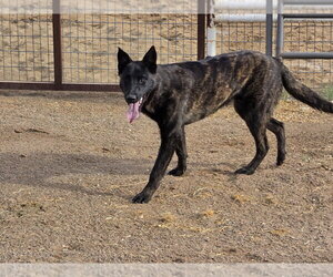 The River Pups - Cotton in NM fka Echo - Female Holland Shepherd-Unknown Mix Dog for Adoption - Photo #5