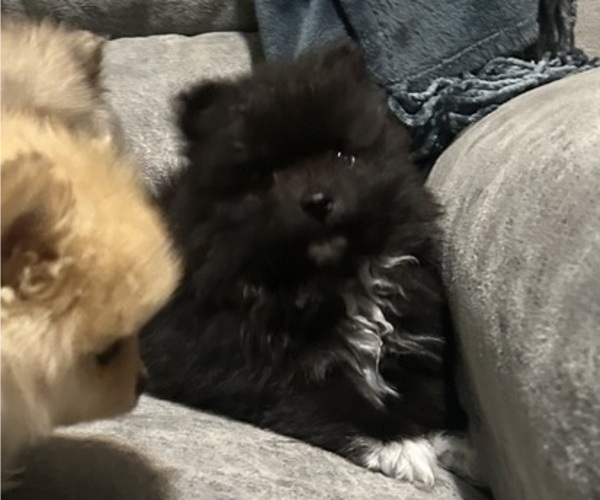 Medium Photo #1 Pomeranian Puppy For Sale in CINCINNATI, OH, USA