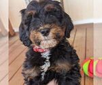 Small Photo #1 Goldendoodle (Miniature) Puppy For Sale in PLACERVILLE, CA, USA