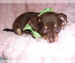 Small #1 Chihuahua