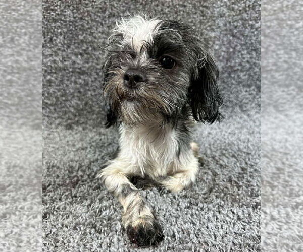 Medium Photo #4 Shih Tzu-Unknown Mix Puppy For Sale in Grafton, WI, USA
