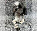 Small #3 Shih Tzu Mix