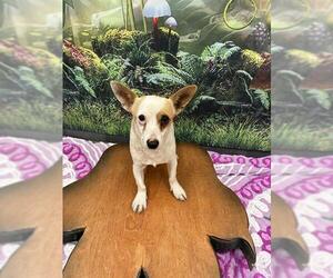 Chihuahua Dogs for adoption in Globe, AZ, USA