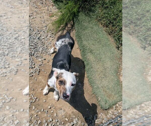 Medium Photo #3 Mutt Puppy For Sale in garner, NC, USA