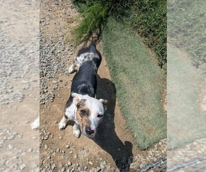 Babygirl - Female Mutt Dog for Adoption - Photo #3