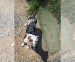 Small #2 Mutt