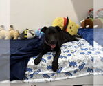 Small #16 Labrador Retriever Mix