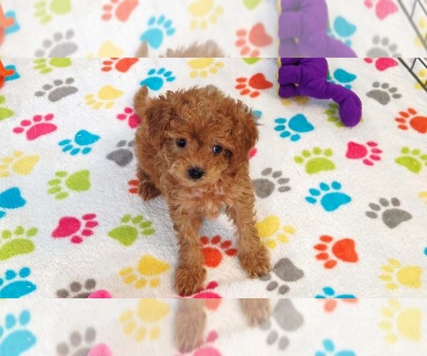 Medium Photo #8 Cavapoo (Miniature)-Poodle (Toy) Mix Puppy For Sale in ORO VALLEY, AZ, USA