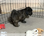 Small Photo #2 Shih-Poo Puppy For Sale in GLOUCESTER, VA, USA