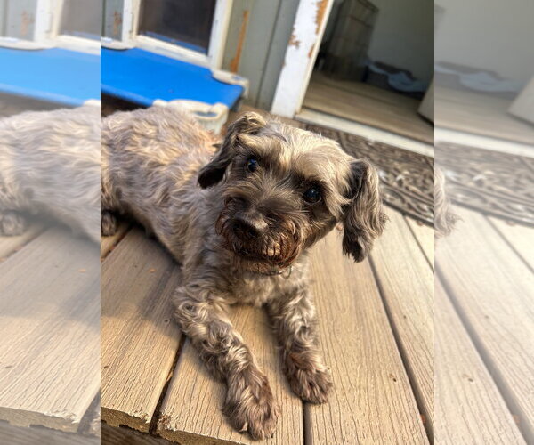 Medium Photo #2 Mutt Puppy For Sale in Sequim, WA, USA