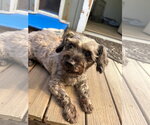 Small Photo #2 Mutt Puppy For Sale in Sequim, WA, USA