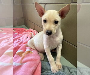 German Shepherd Dog Dogs for adoption in Riverside, CA, USA
