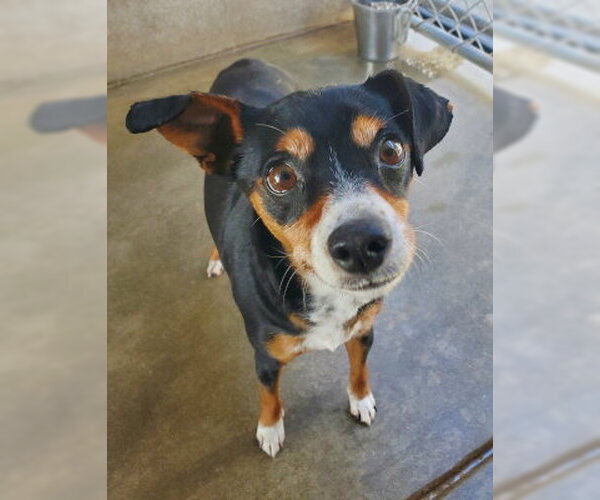 Medium Photo #1 Chipin Puppy For Sale in Ventura, CA, USA