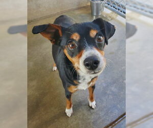 Chipin Dogs for adoption in Ventura, CA, USA