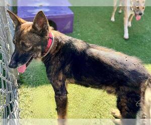 German Shepherd Dog Dogs for adoption in Downey, CA, USA