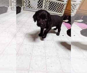 Boykin Spaniel Puppy for sale in PATTERSON, GA, USA