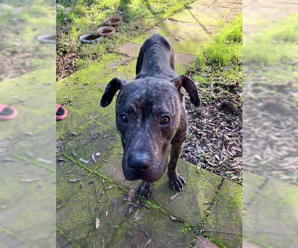 Medium Photo #1 American Pit Bull Terrier Puppy For Sale in Stockton, CA, USA