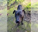 Small American Pit Bull Terrier