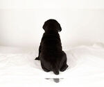 Small Photo #6 Mastiff-Neapolitan Mastiff Mix Puppy For Sale in BRISTOL, IN, USA