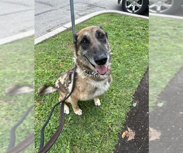 Medium Photo #1 German Shepherd Dog Puppy For Sale in Vaughan, Ontario, Canada