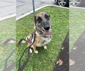 German Shepherd Dog Dogs for adoption in Vaughan, Ontario, Canada