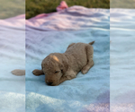 Small Photo #7 Goldendoodle Puppy For Sale in ANTIOCH, TN, USA