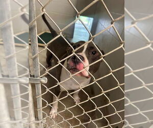Staffordshire Bull Terrier Dogs for adoption in Rosenberg, TX, USA