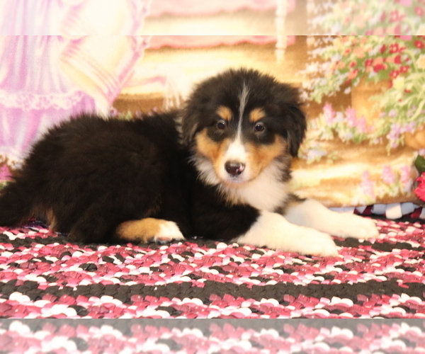 Medium Photo #4 Bernese Mountain Dog-Collie Mix Puppy For Sale in SHILOH, OH, USA