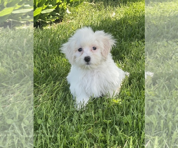 Medium Photo #2 Coton de Tulear Puppy For Sale in CANOGA, NY, USA