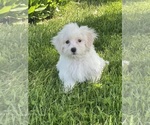 Small #1 Coton de Tulear
