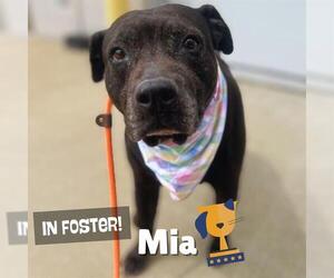 Mutt Dogs for adoption in Louisville, KY, USA