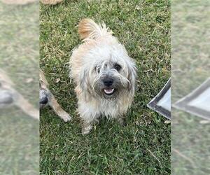 Havanese-Unknown Mix Dogs for adoption in Houston, TX, USA