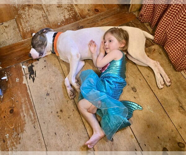 Medium Photo #4 American Staffordshire Terrier-Unknown Mix Puppy For Sale in Brewster, NY, USA