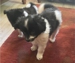 Small Photo #7 Papimo Puppy For Sale in TRUCKEE, CA, USA