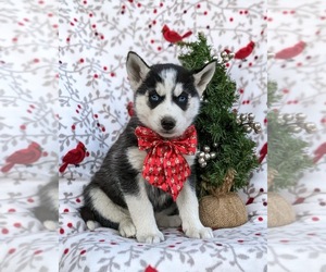 Siberian Husky Puppy for sale in EPHRATA, PA, USA