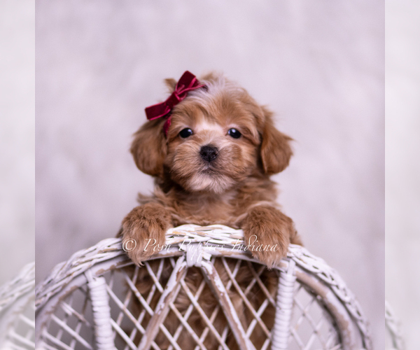 Medium Photo #54 Maltipoo (Miniature) Puppy For Sale in WARSAW, IN, USA