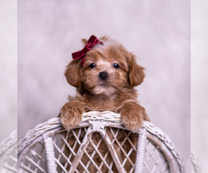 Medium Maltipoo (Miniature)