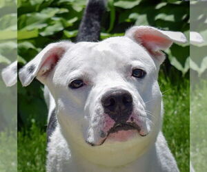 American Bulldog-American Staffordshire Terrier Mix Dogs for adoption in Huntley, IL, USA