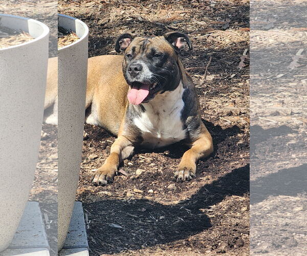 Medium Photo #23 Boxer-Unknown Mix Puppy For Sale in Holly Springs, NC, USA