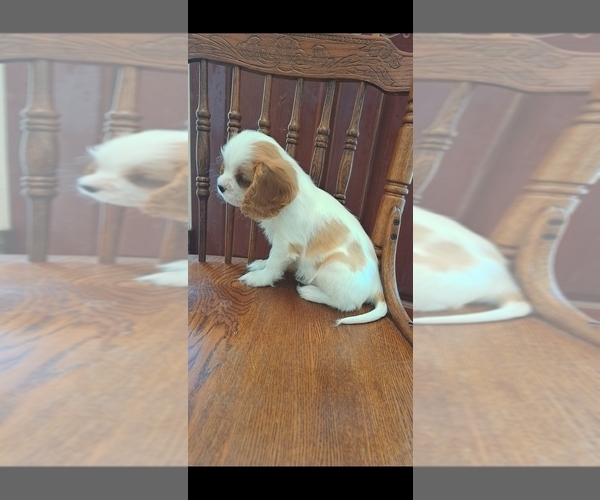 Medium Photo #2 Cavalier King Charles Spaniel Puppy For Sale in HUDSON, FL, USA