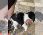Small Photo #10 English Springer Spaniel Puppy For Sale in JEANNETTE, PA, USA