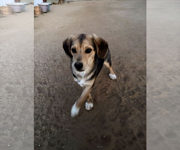 Medium Photo #1 Beagle-Unknown Mix Puppy For Sale in Apple Valley, CA, USA